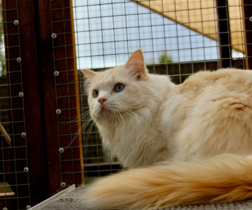 Cat Haven